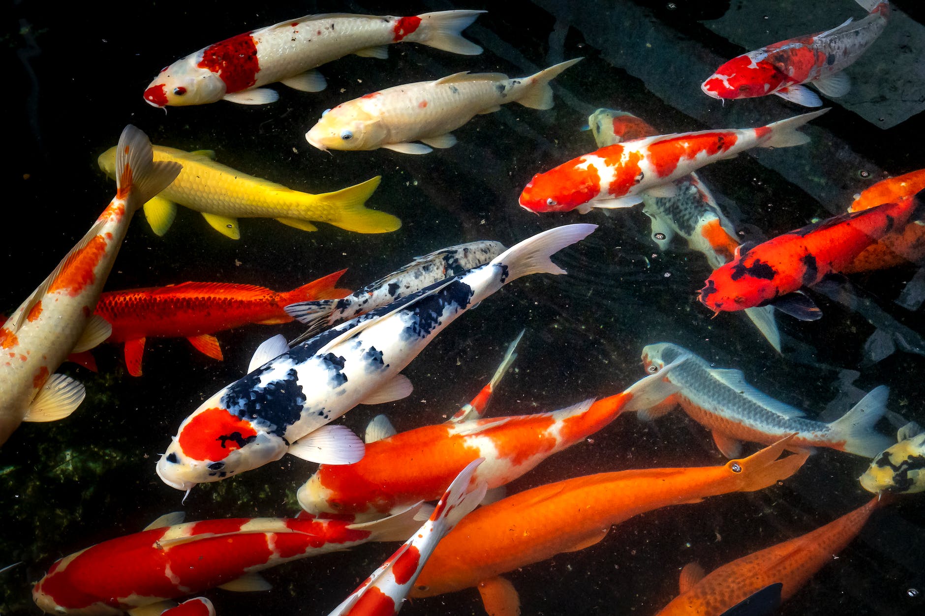 multicolored koi fishes underwater